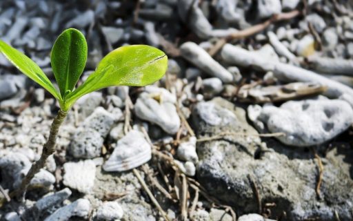 Regenerative Tourism, Traversing New Eras